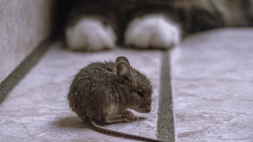 Mouse in foreground with cat's paws visible in the background