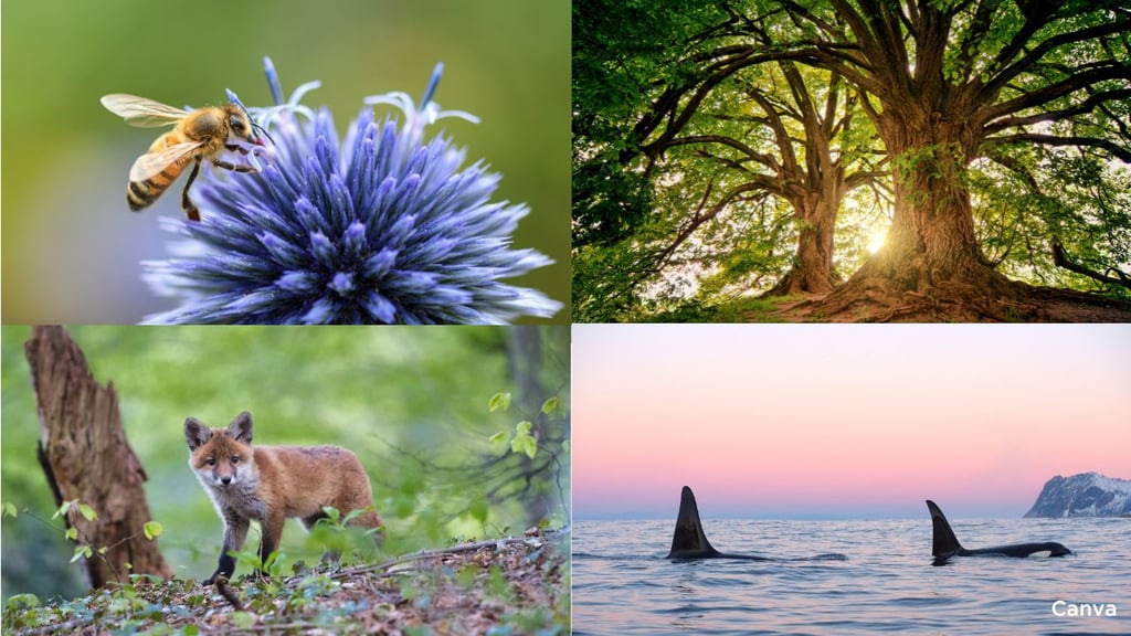 Collage of images related to the environment and nature