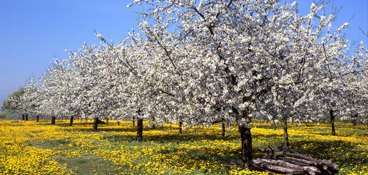 Spring is here - and so is the Euroradio Spring and Easter Project!